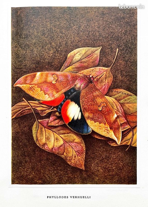 Illustration scientifique de papillon (1954) (image 1)
