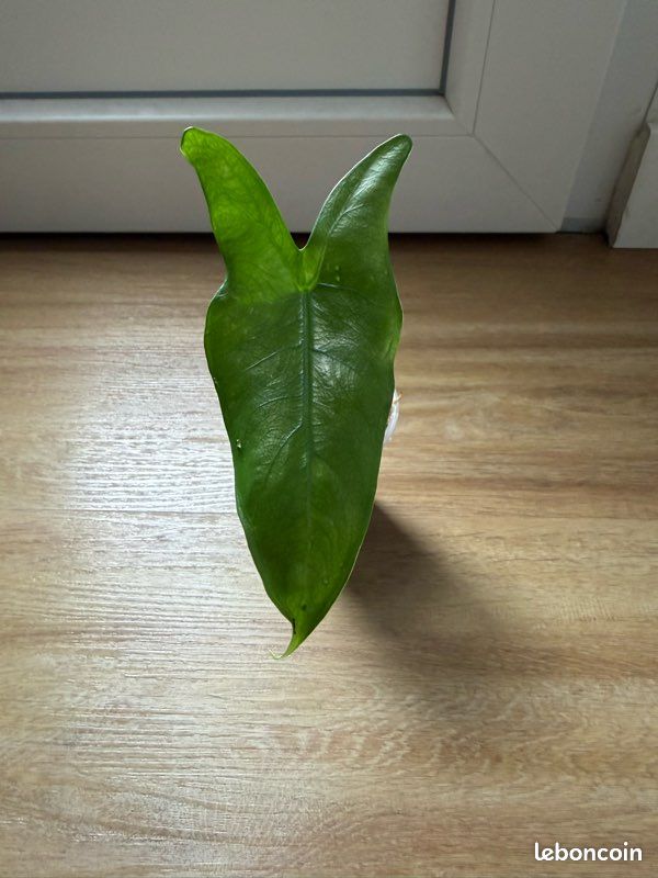 Bébé Alocasia Zebrina (image 1)