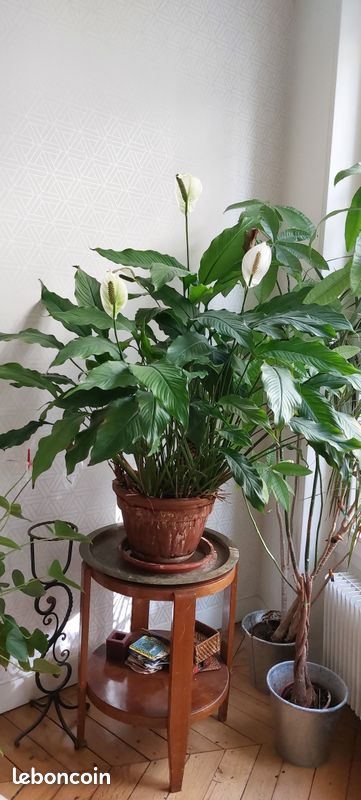 Vends plante verte interieur avec fleurs blanches (image 2)