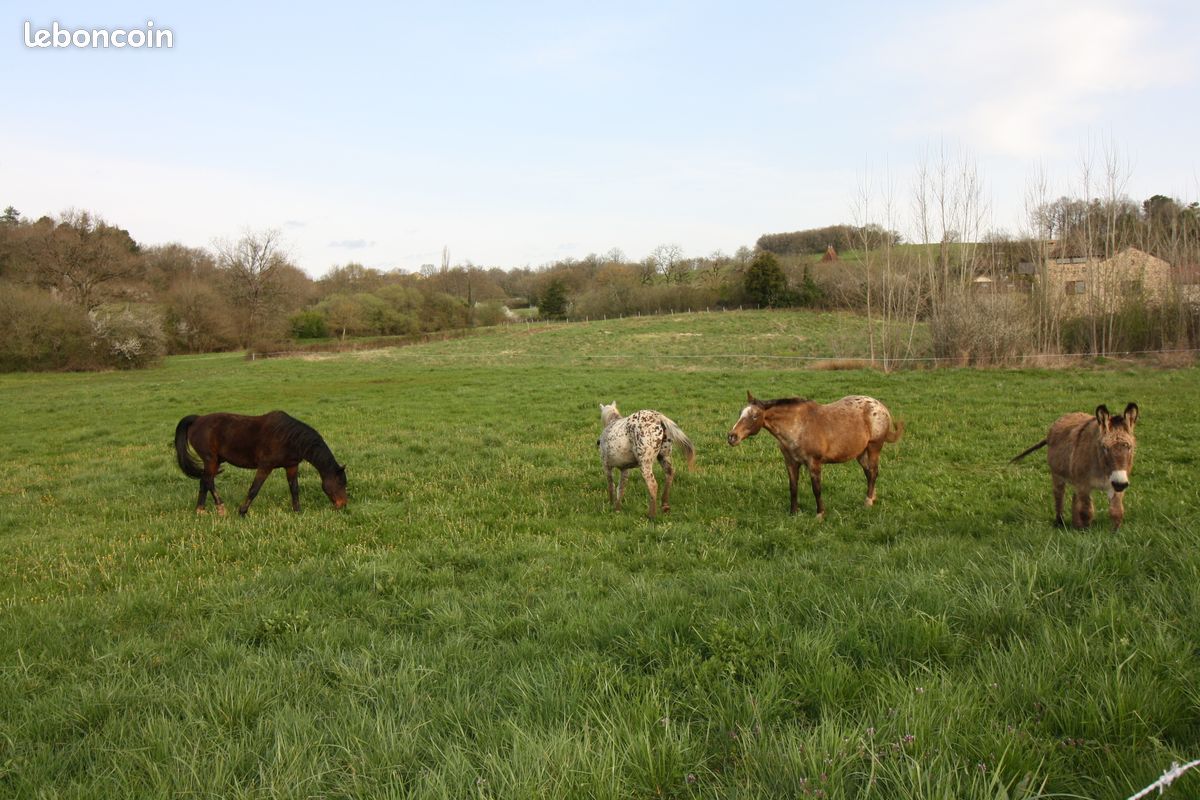 Paturage pour chevaux (image 2)
