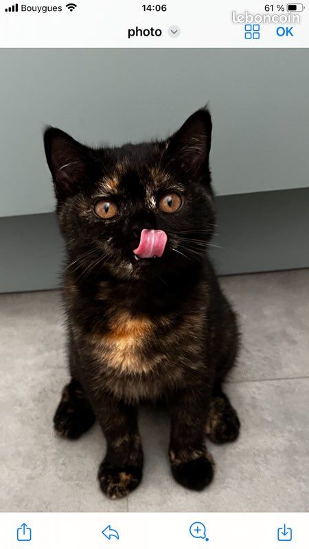 Chaton British Shorthair (image 2)