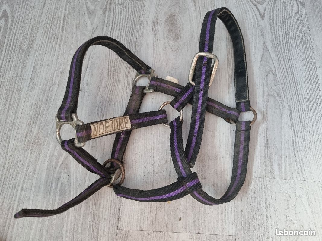 Licol noir et violet taille cob (image 1)