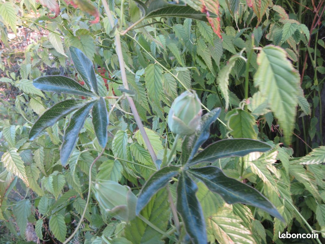 Passiflora (image 5)