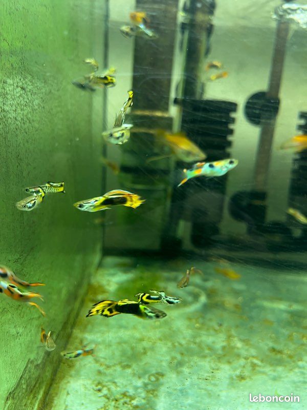 Mâles guppies (image 1)