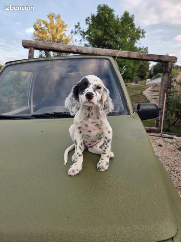Chiot setter Anglais (image 2)
