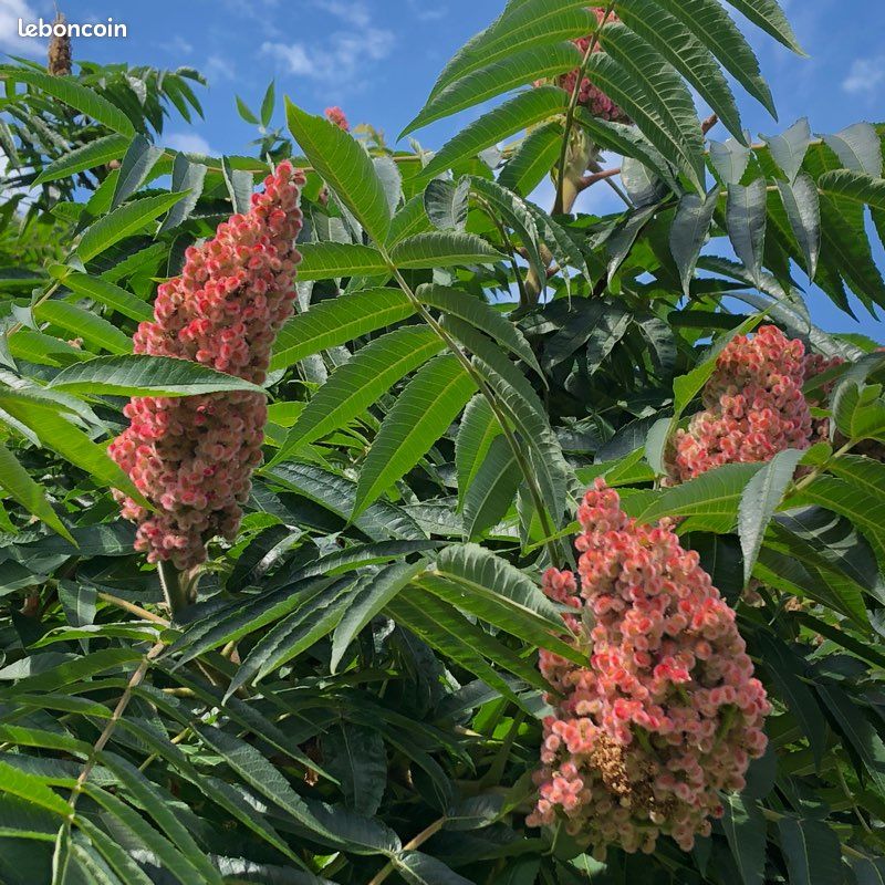 Pied ou arbuste Sumac de Virginie pousse rapide (image 1)
