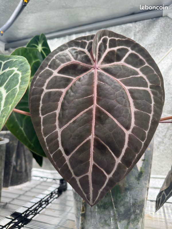 Seedling Anthurium papi x red crysta (image 5)