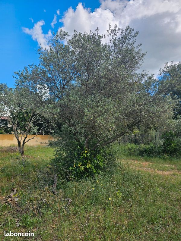 Arbres olivier (image 1)
