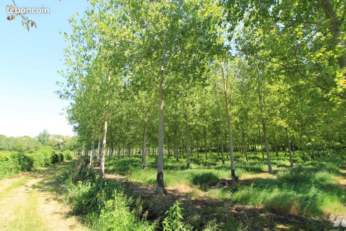 Terrain 10000 m² CHIRE EN MONTREUIL