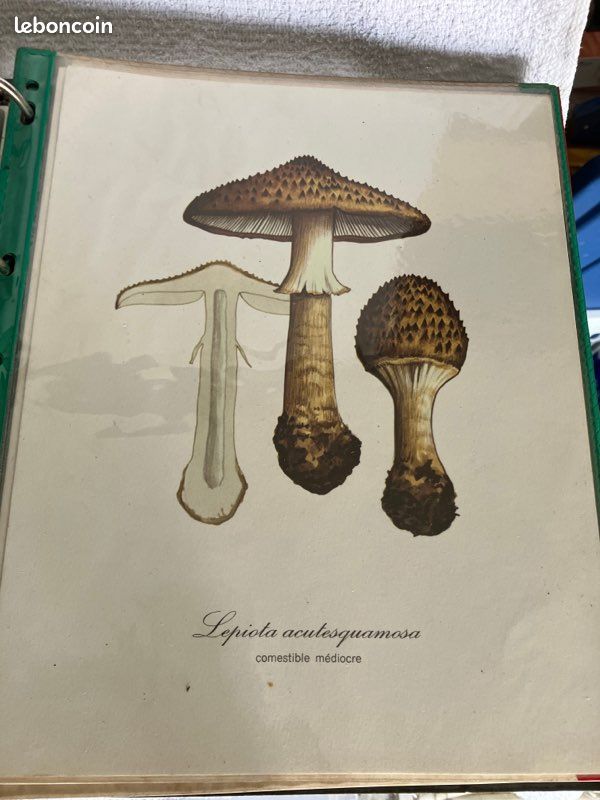 40 gravures A4 représentant des champignons (image 4)