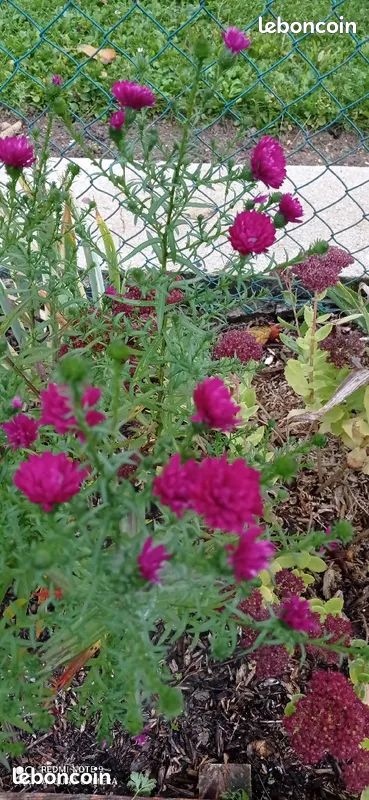 Aster fleur rose - vivace- (image 1)