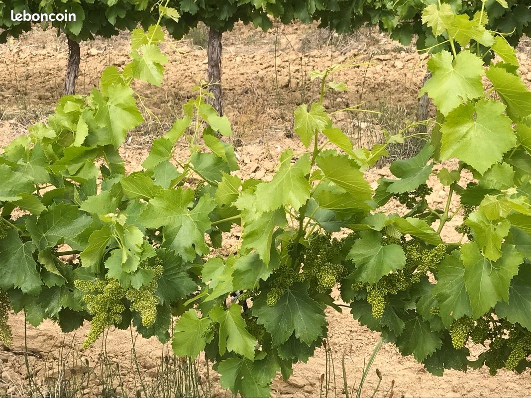 Vends Vignes Cardet · 25 000 €