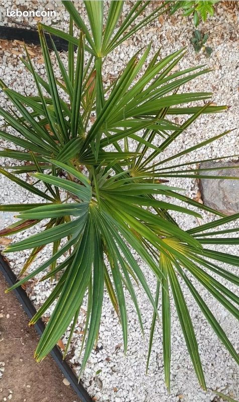 🌴 Palmier Chamaerops humilis (image 3)