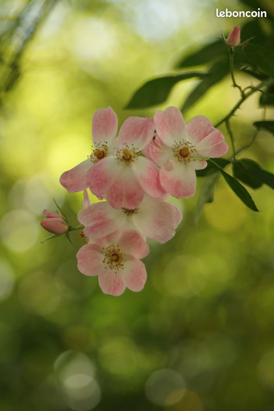 Objectif Minolta AF 100 mm f/2.8 Macro (monture SONY A) (image 9)