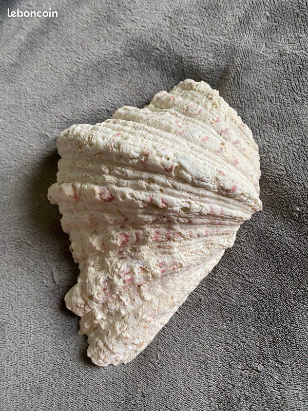 Coquillage bénitier (image 2)