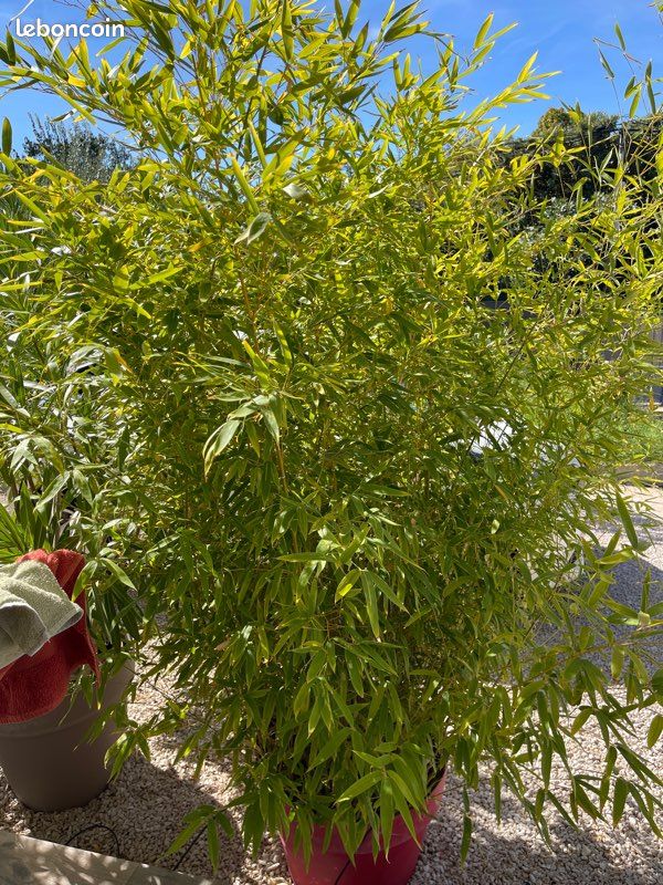 Maison 3 pièces 80 m² · à Cazouls-lès-Béziers · 80 m² · 900 €/mois