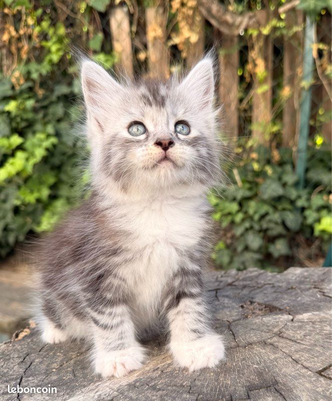 Chaton Maine Coon femelle LOOF (image 1)