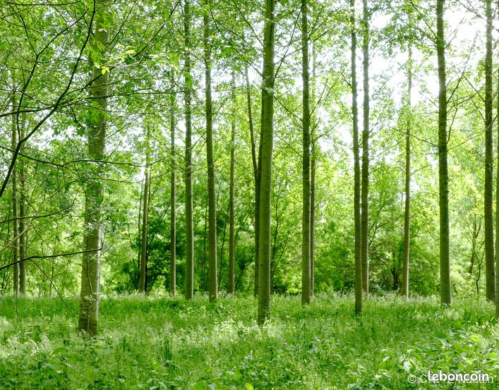 Forêt 4 519 m² Genissac · à Génissac · 10 000 €