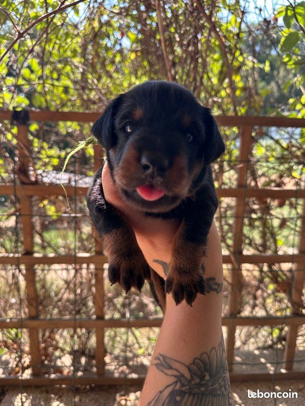 Chiots Jagd Terrier LOF (image 1)