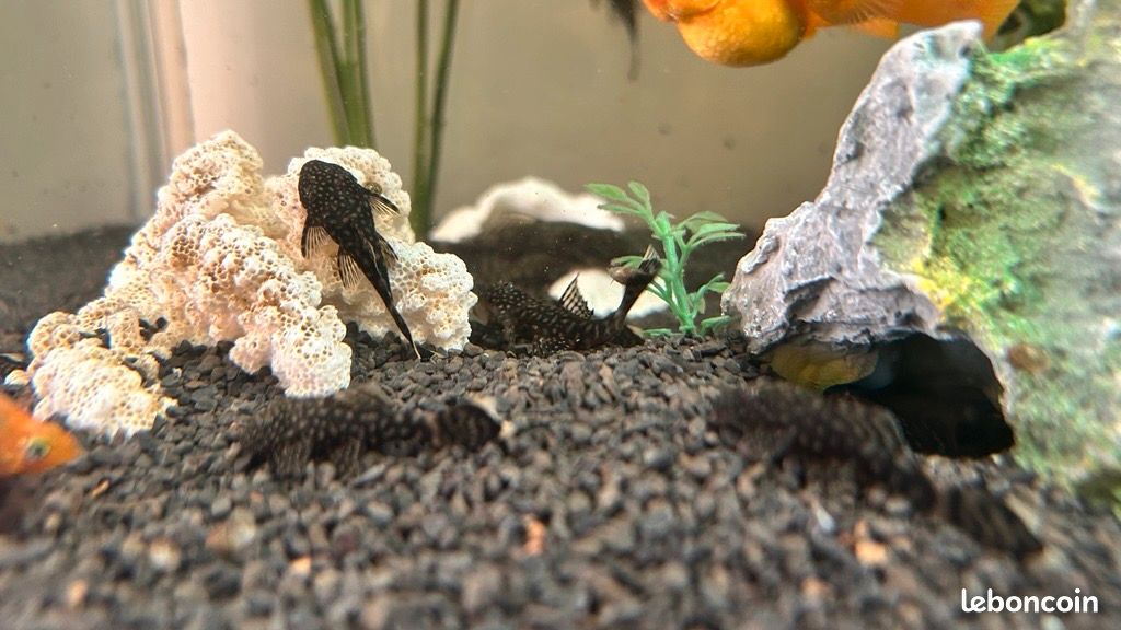 Ancistrus aquarium (image 1)