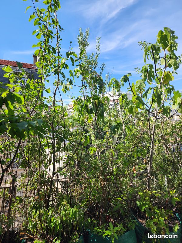 Arbres fruitiers et plantes aromatiques, de 15 à 40 en fonction de la taille (image 17)