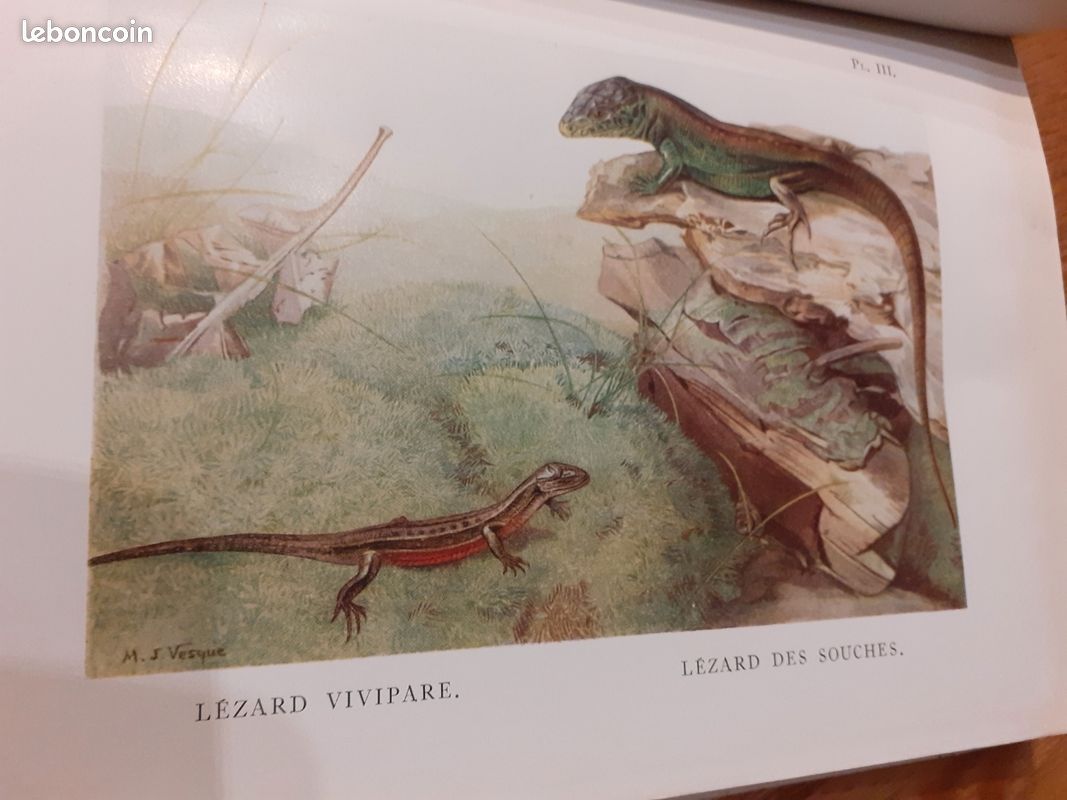 La vie des reptiles r. Rollinat 1946 (image 5)