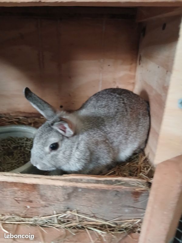 Lapine naine (image 3)