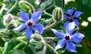 BOURRACHE BIO fleurs comestible (image 3)