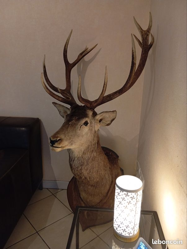 Cerf 13 corps (image 1)