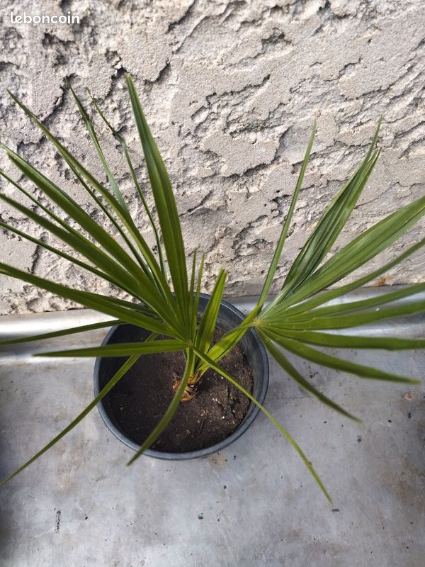 Chamaerops var Humilis (image 2)