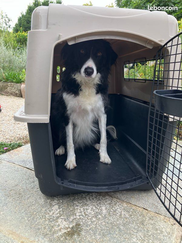 Caisse transport chien (image 8)