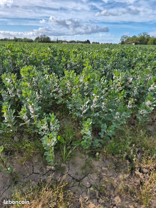 Terrain agricole et vigne Floréal · à Vallet · 40 000 €