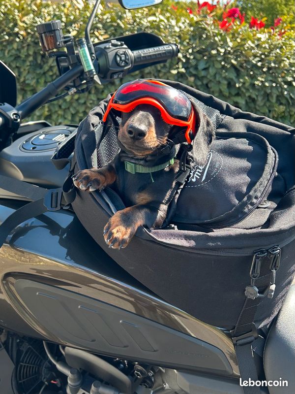 Transport Chien Sacoche Reservoir Moto Pour Chien Sac De Transport