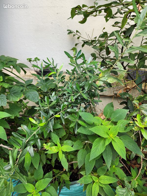 Arbres fruitiers et plantes aromatiques dont verveine citronnelle et sauge ananas de 10 à 40 en fonction de la taille (image 8)