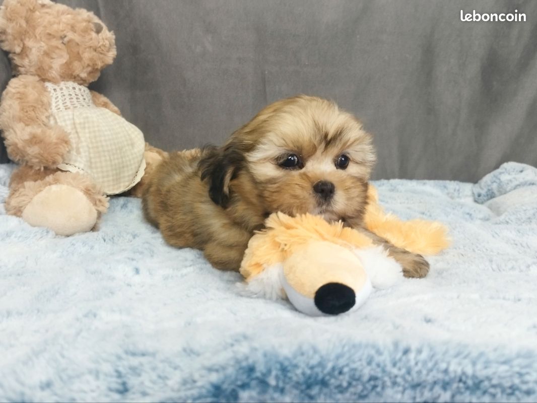 Chiot Lhassa Apso (image 2)