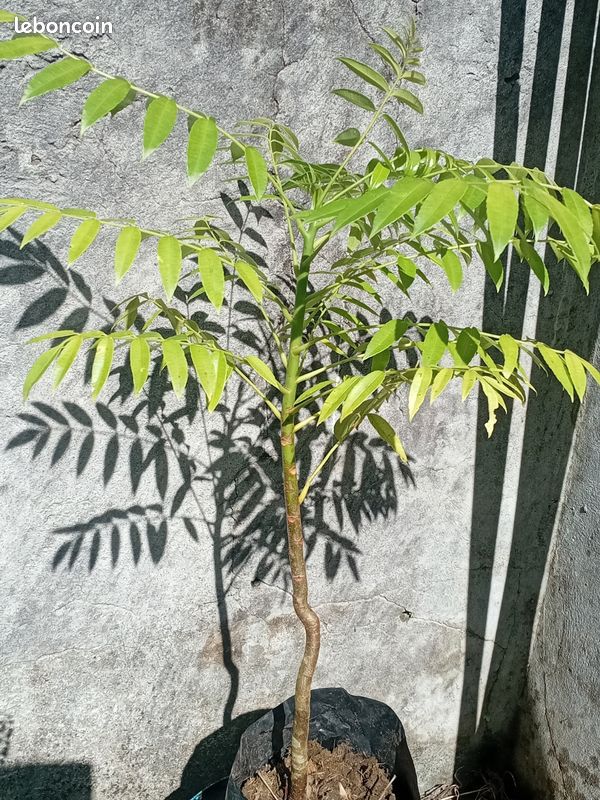 Arbres fruitiers (image 4)