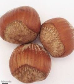 Recherche Noisettes pour écureuils (image 1)