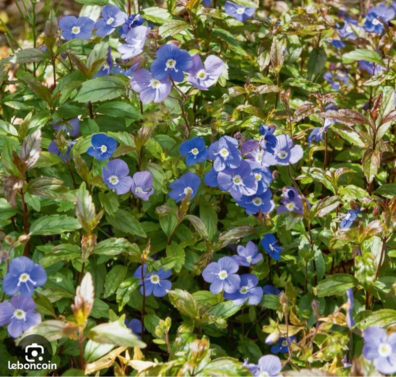 Veronique rampante bleue (image 1)
