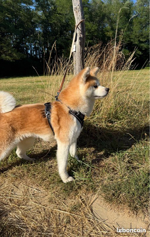 Akita inu (image 1)