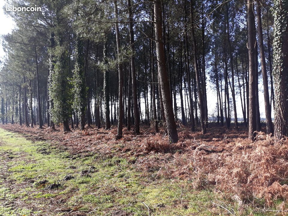 Très beau terrain en forêt · à Soustons · 31 000 €
