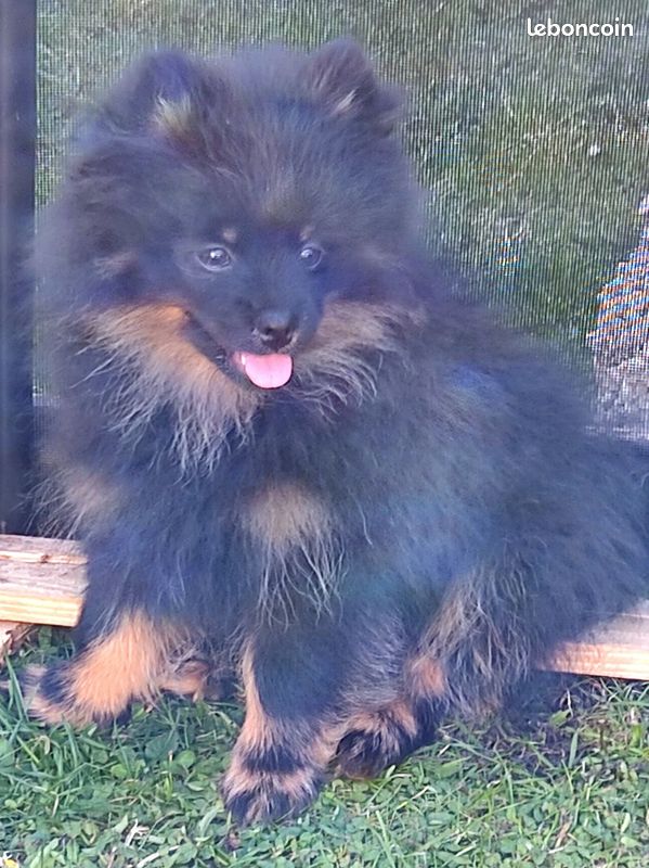 Spitz (image 5)