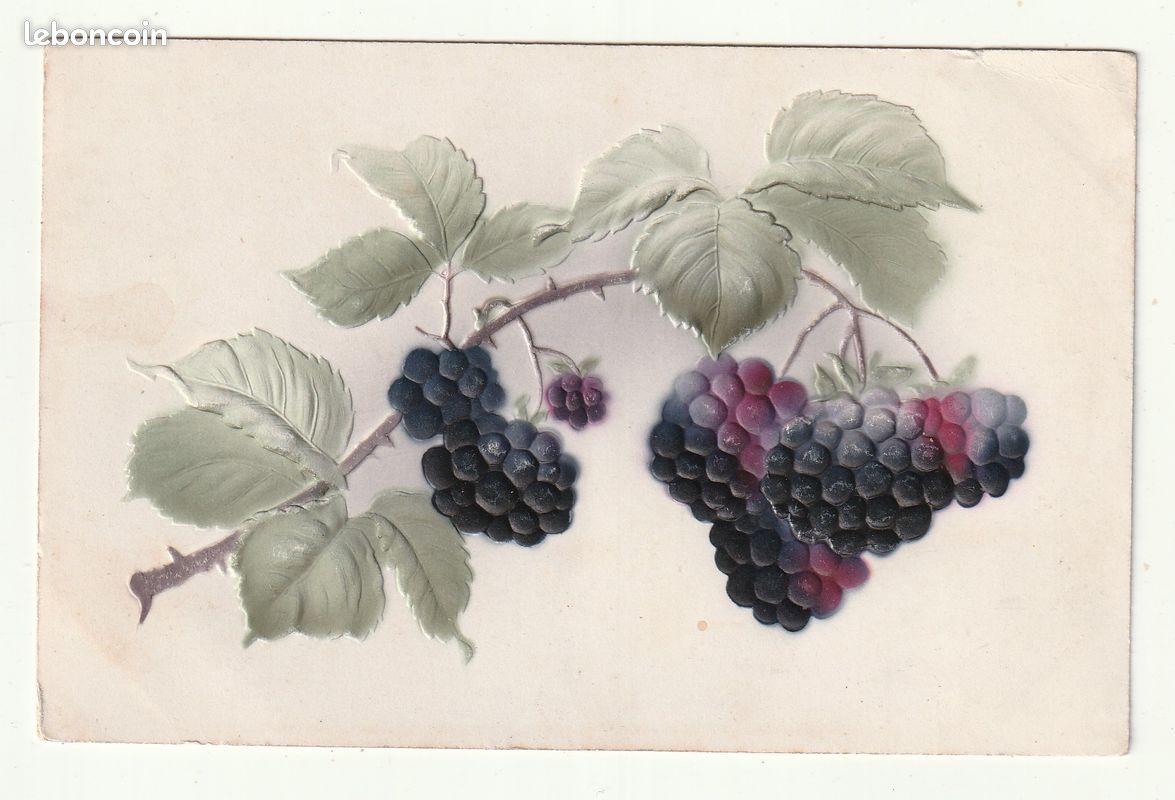 Carte Postale Ancienne . Fantaisie Embossée . Branche de Murier (image 1)