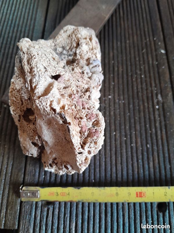 Coque huître fossilisée (image 6)