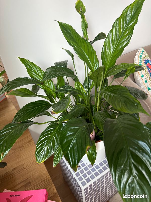 Un spathiphyllum (fleur de paix) (image 3)