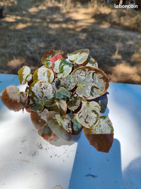 Begonia Metachroa (image 6)