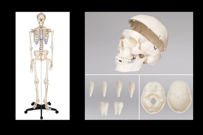 Squelette taille grandeur nature modèle anatomique du squelette humain  181cm