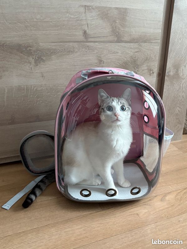 Sac bulle chat Accessoires animaux