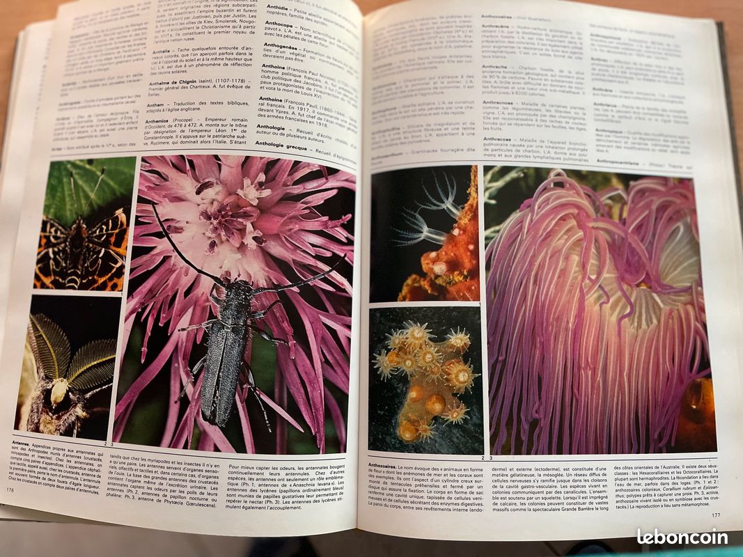 Colorama (image 3)