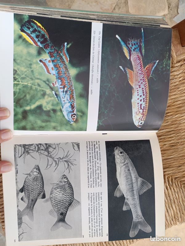Encyclopédie illustrée des poissons 1976 (de Stanislav Frank) édition Gründ (image 3)