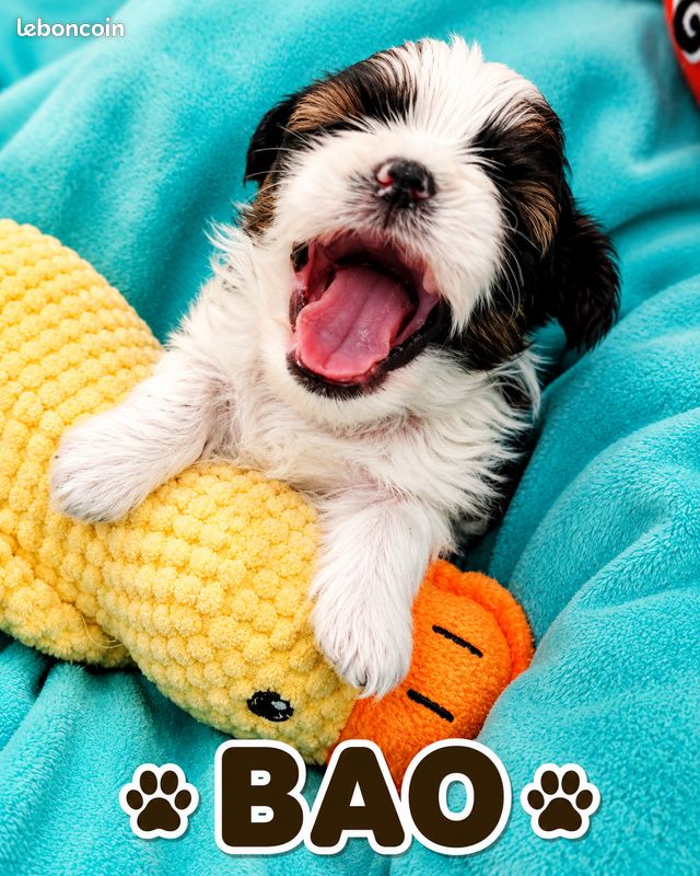 Superbes chiots shih tzu (image 4)